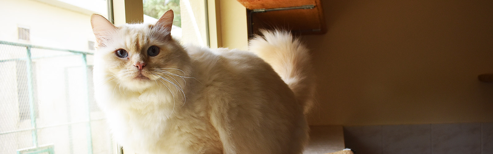Tell me a good shelter for cats in Moscow Tell me a good shelter for cats in Moscow